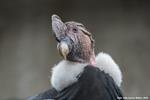 COLOMBIA WILL CONDUCT THE FIRST CENSUS OF THE ANDEAN CONDOR
