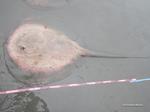 THE PRESENCE IN COLOMBIA OF A STINGRAY ONLY REPORTED FOR CENTRAL AMERICA IS CONFIRMED   