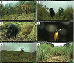NEW scientific publication about large mammals in Ecuador