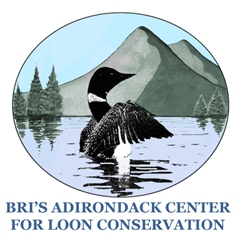 Adirondack Center For Loon Conservation