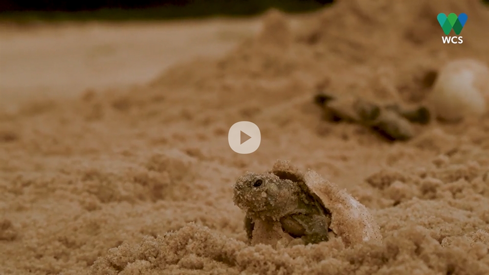 Video Wcs Scientists Document Worlds Largest Hatching Of Baby Turtles