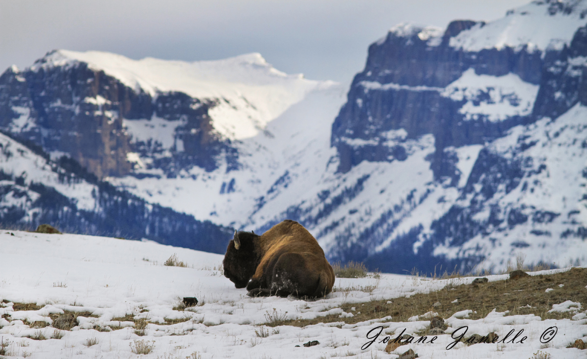 Bison in the Rocky Mountains