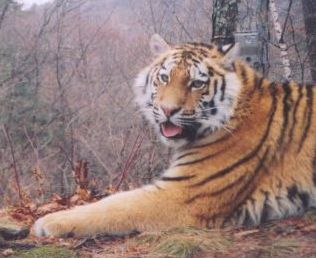 Результаты фотоучета амурского тигра WCS 2009