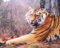 Amur Tiger Cameratrap Photo by WCS Monitoring 2009