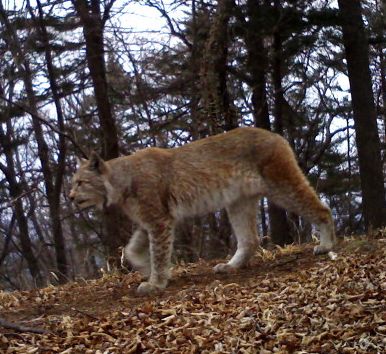 lynx cameratrap WCS Russia