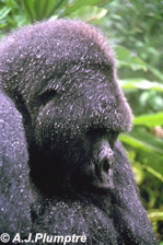 Mountain gorilla, Rwanda