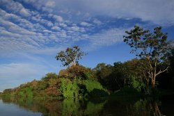 Amazon Landscape