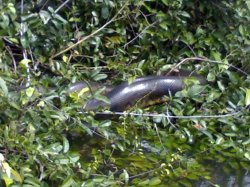 Sucuri from Nhamund&aacute; river