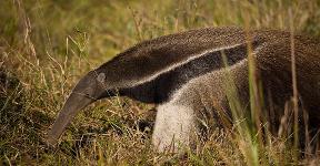 Anteater Tamandua