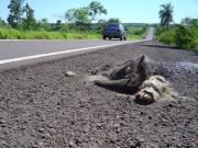 Giant anteater killed by a motor vehicle on BR-163 highway