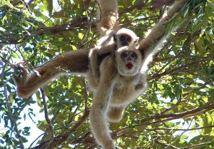 Muriquis in a tree
