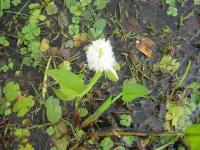 Pantanal flowers