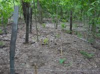 Pantanal deforestation