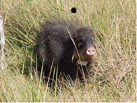 Peccary Close Up