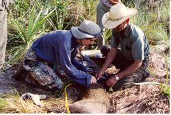 Peccary Healed 1