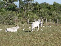 ONG sugere a pr&aacute;tica de pastejo rotacionado no Pantanal