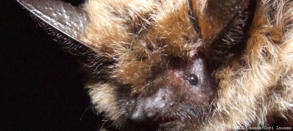 Bats