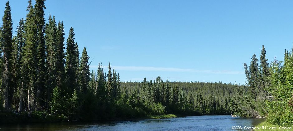 Riparian Habitat