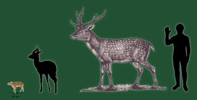 sizes of Deer
