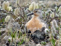 Red knot brooding