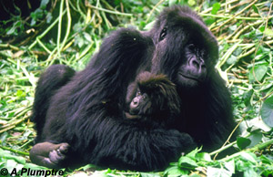 Mother and infant mountain gorilla