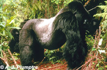 Silverback male