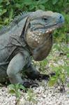 Another Wave Of Blue Iguanas Ready For Release Into The Wild