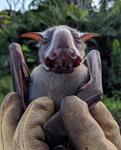 Male Hammer-headed Fruit Bat Vocalization | WCS Wild View
