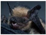 B.C. Has Only a Small Window to Help Bats