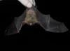 Bat White-Nose Syndrome Found in the West