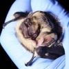 Bat Research Blitz planned for Flathead River Valley