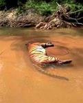 Poser over tiger found dead in river