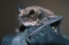 New Bat Habitat Discovered in Western Alberta