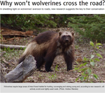 Why Won't Wolverines Cross the Road?