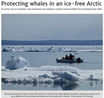 Protecting Whales in an Ice-free Arctic