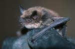 Efforts to Help Bats Survive Deadly Disease Get a Boost 