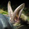 Gating Mines to Save Bats