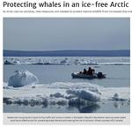 Protecting Whales in an Ice-free Arctic