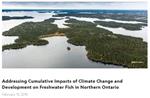 Addressing Cumulative Impacts of Climate Change and Development on Freshwater Fish in Northern Ontario