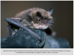 As deadly white-nose syndrome spreads west, bat biologists race to prepare