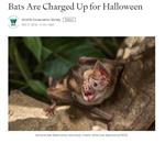 Bats Are Charged Up for Halloween
