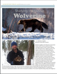 Studying the Elusive Wolverine, a Threatened Species in Northern Ontario