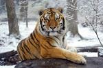 A Tiger at Bronx Zoo Tests Positive for COVID-19