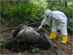 Preventing Epidemics in Republic of Congo by Monitoring Wildlife Mortality