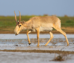 New Protections for Saiga Antelope