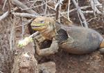  Health Evaluations for Galápagos Iguanas