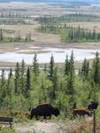 Wood Buffalo Park: A World Heritage Site in danger