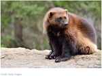 Searching for Wolverines in a Vast Northern Wilderness