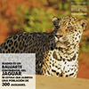 Madidi baluarte continental del jaguar. 