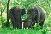Tim Mitigasi Giring Balik Gajah Kelompok 12 ke TN Bukit Barisan